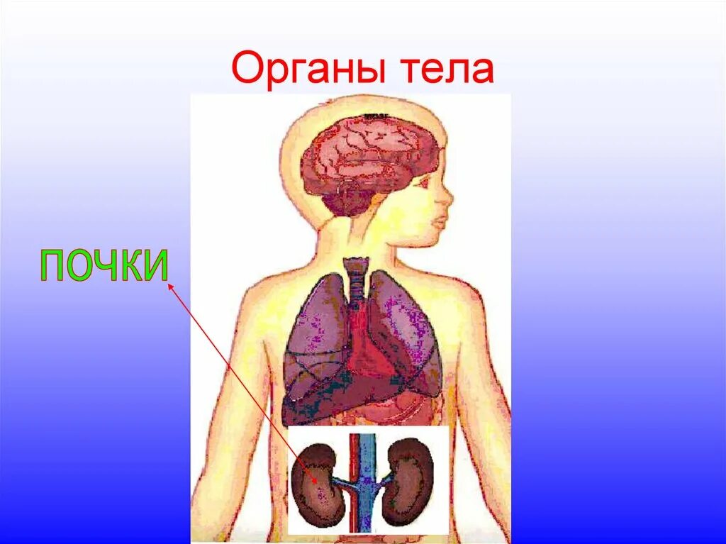 Макет строения внутренних органов человека. Органы тела. Организм человека 3 класс окружающий мир. Органы человека 3 класс окружающий мир. Анатомия человека 3 класс.