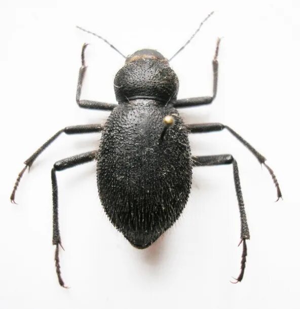 опылители жук майский. пожарник жук мягкотелка красноногая. жук-носорог пластинчатоусые. там жук. там жук.