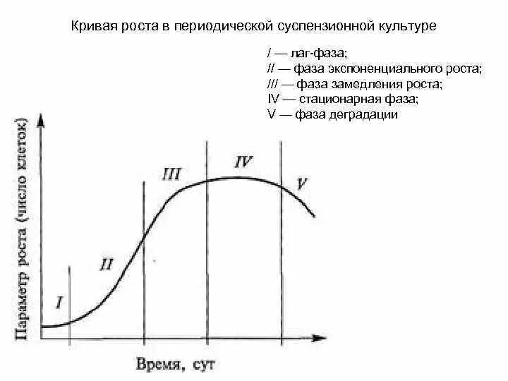 Стационарная кривая. Кривая роста периодической культуры бактерий. Кривая роста суспензионной культуры. Экспоненциальная фаза роста бактерий. Периодическая кривая роста.