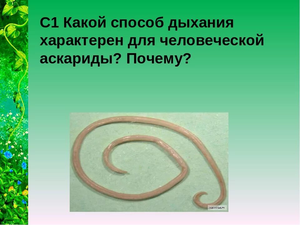 К какому типу животных относят аскариду. Органы дыхания аскариды. Взрослая аскарида Тип дыхания. Дыхание человеческой аскариды. Дыхательная система аскариды человеческой.