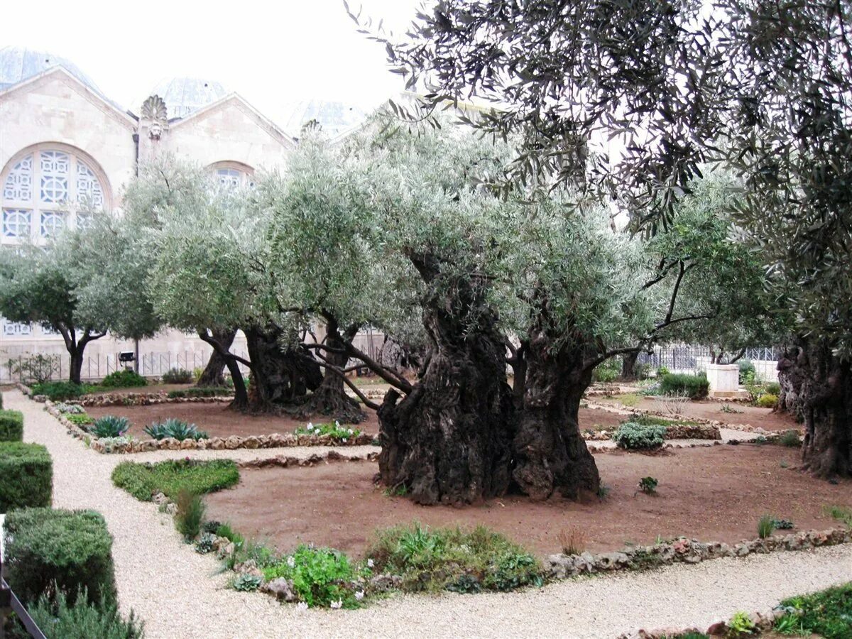 Гефсиманский сад слушать. Гефсиманский сад слушать. Гефсиманский сад в иерусалиме арт. Гефсиманский сад в иерусалиме. Елеонская гора гефсиманский сад.