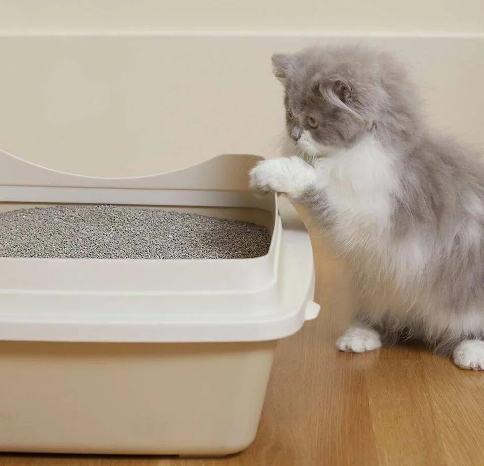 Как котенка приучить к лотку 1.5 месяца. Cat litter. лоток для котят. лоток для кошек маленький. лоток и наполнитель для котенка.