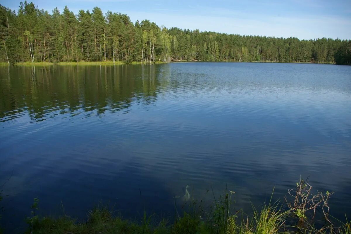 Озеро глубокое рыбалка. Озеро глубокое Рузский район. Глубокое (озеро, Карельский перешеек). Озеро Лебяжье Петяярви. Озеро Лесное Петяярви.