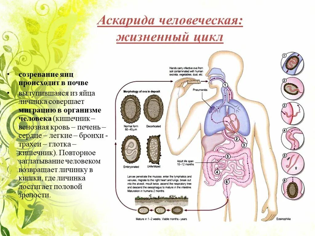 Личинки созревают в легких. Миграция аскариды в организме человека. путь миграции личинок аскариды в организме человека. миграция личинок аскариды в организме человека. цикл миграции личинки аскариды в теле человека.