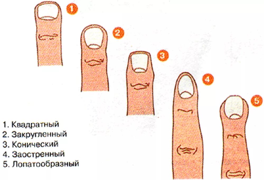 Как определить форму члена