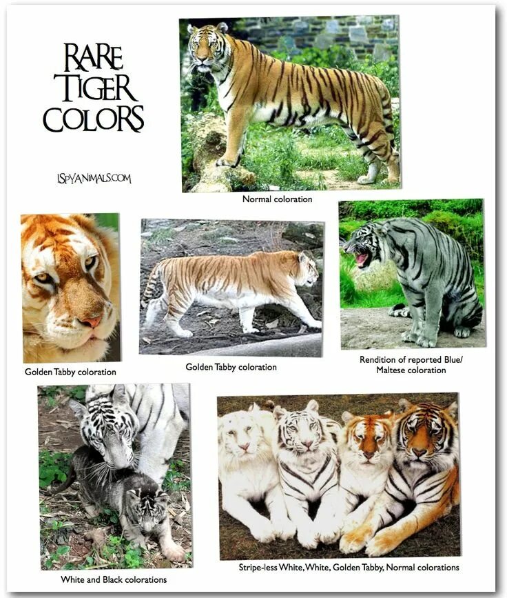 Виды тигров названия. Тигр Golden tabby. Различия видов тигров. Цвета тигров.