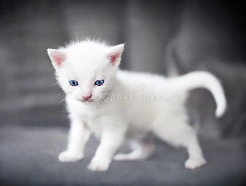 Кот серый. Спящий котенок. Спящие котята. Маленький белый котенок сонник. К чему снятся серо белые котята.