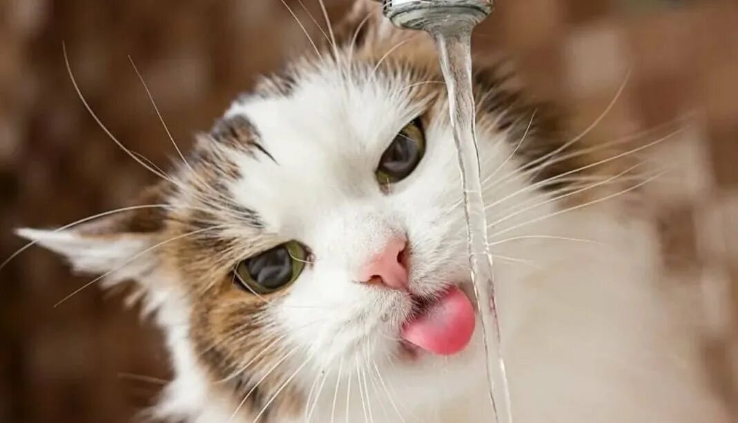 Кот хочет пить