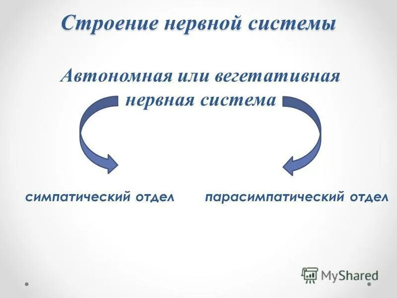 Нервная система ее организация и значение презентация. Нервная система ее организация и значение презентация