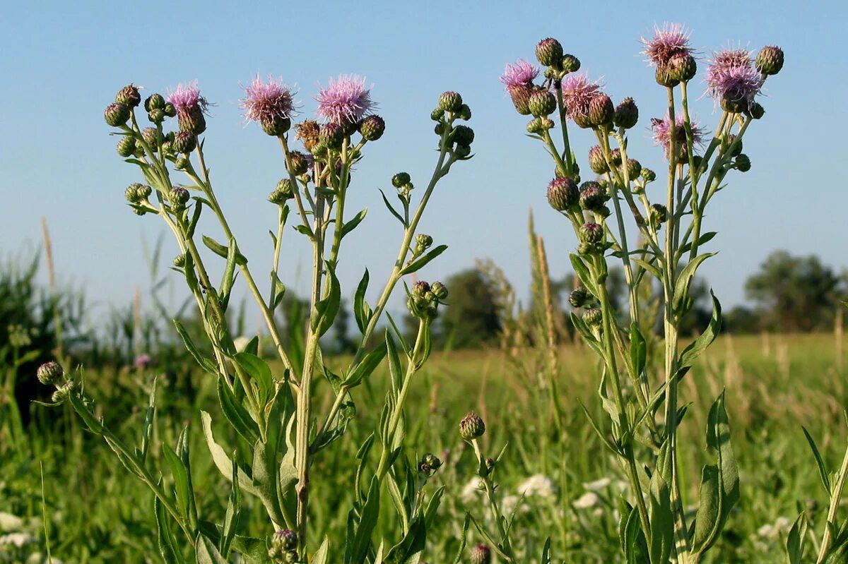 Лекарственный сорняк. Бодяк полевой (Cirsium arvense). Бодяк щетинистый. Бодяк полевой (осот). Осот розовый Бодяк.