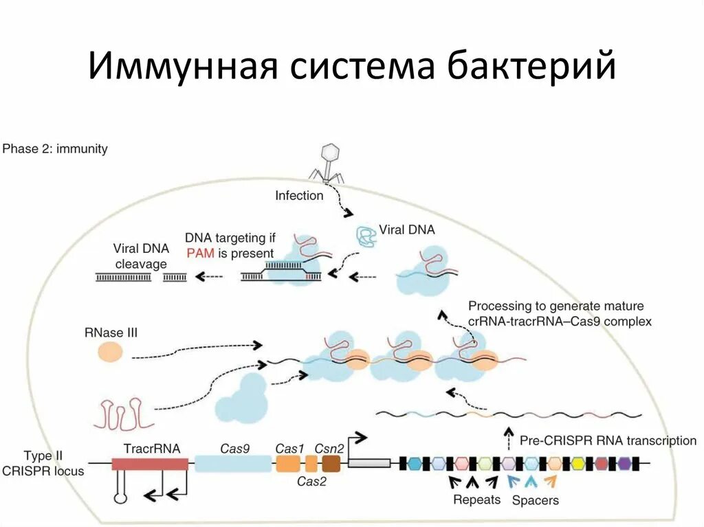 Иммунная система бактерий CRISPR. CRISPR-cas9 система бактерий. Система CRISPR-CAS 2. CRISPR CAS система бактерий. Иммунная система бактерий