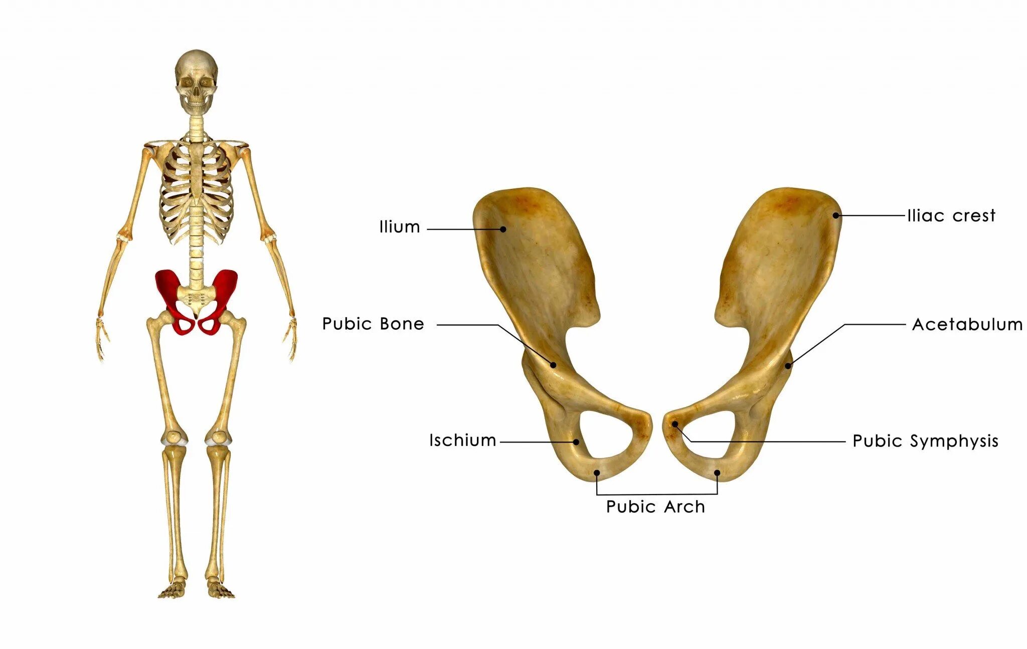 Самая маленькая кость у человека где находится. Тазовая кость анатомия человека. Скелет тазовая кость человека анатомия. Строение тазовых костей. Скелет женского таза.