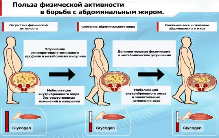 Как избавиться от висцерального жира у мужчин