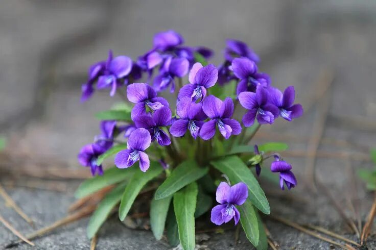 HD wallpaper: violet, forest, spring, march violets, blue, plant, flowering plan