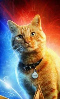 1280x2120 Goose The Cat In Captain Marvel iPhone 6+ HD 4k Wallpapers, Image...