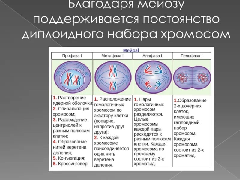 Образование веретена деления мейоза. Профаза 1 мейоза таблица. Профаза митоза формула. Деление клетки мейоз таблица. Фазы митоза таблица ЕГЭ.