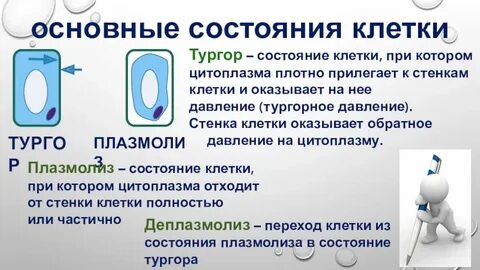 Какое значение в жизни клеток имеет деплазмолиз