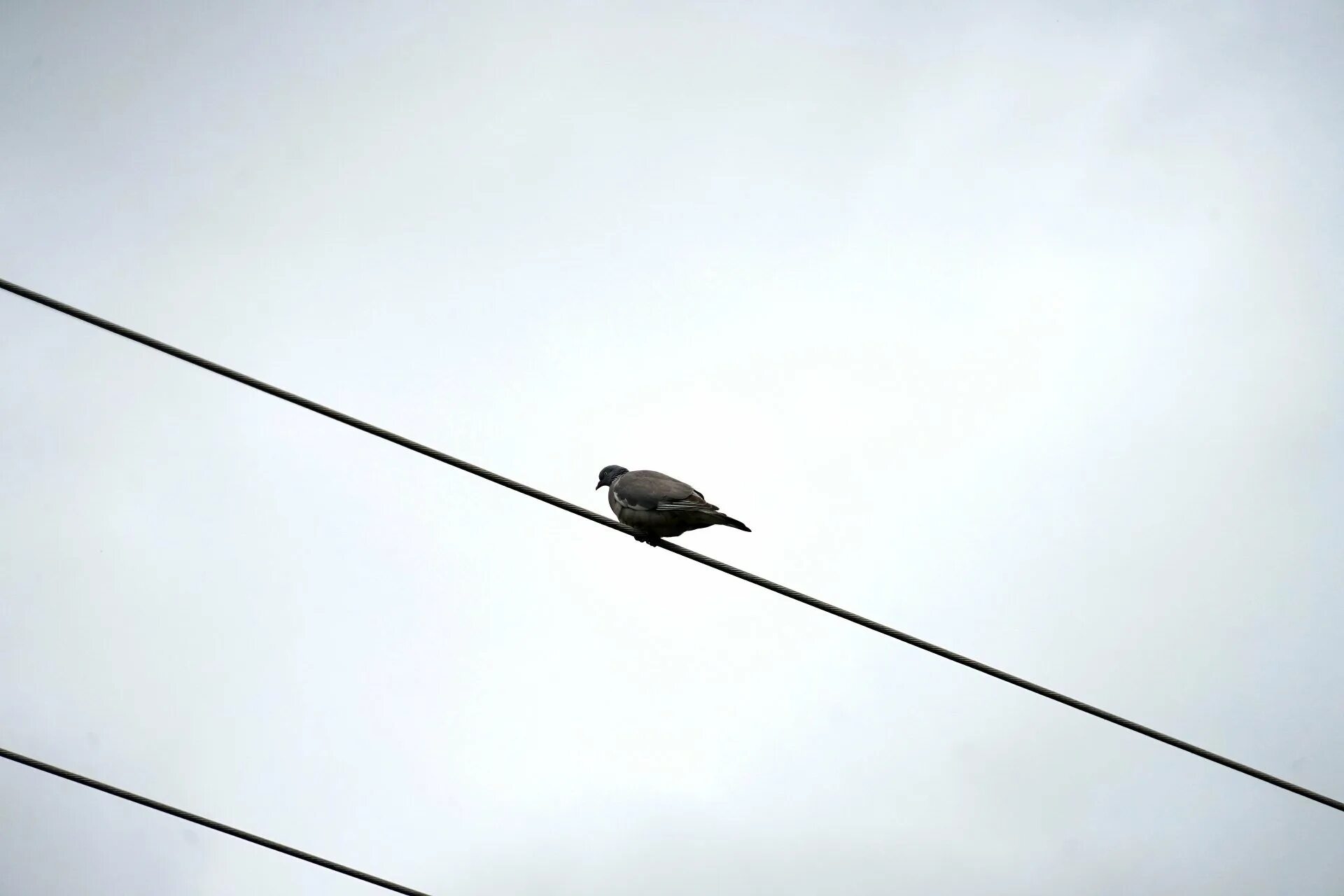Птицы на проводах. Голуби на проводах. Горлица на проводах. Голуби сидят на проводах.