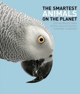 Animal articles