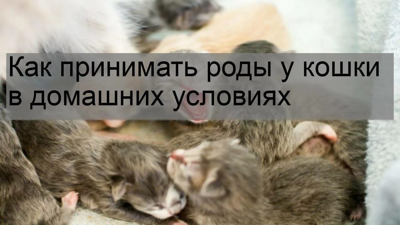 Как принимать роды у кошки в домашних