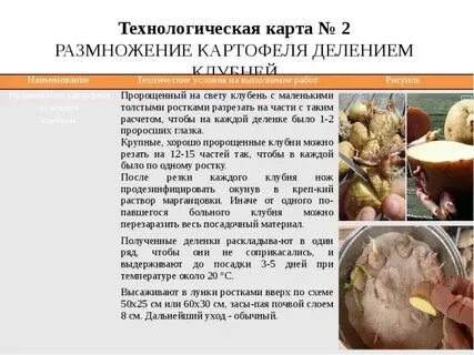 Экспериментатор произвел закладку клубней картофеля на зиму