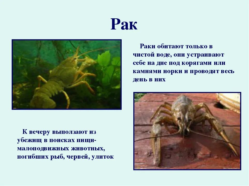 Что содержит рака