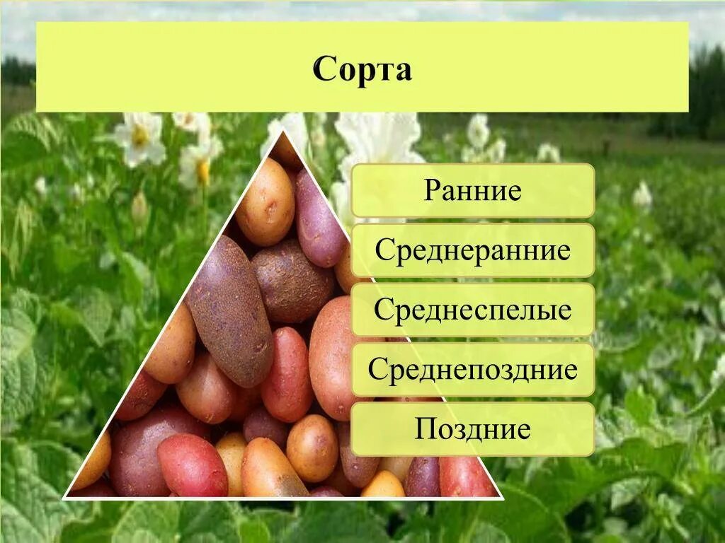 Какой сорт ранних. Сорта культурных растений картофель. технология возделывания картофеля. презентация выращивания картофеля. технология выращивания картофеля.