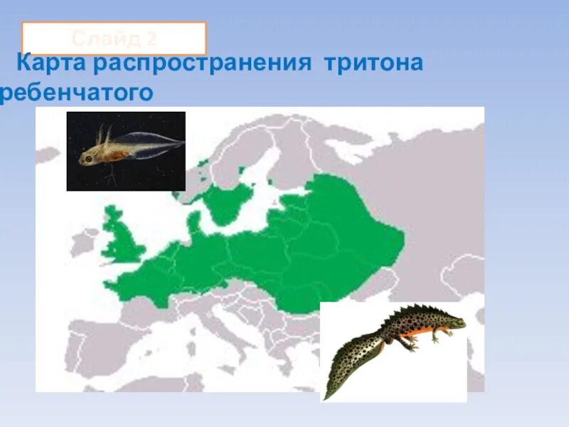 Тритон земноводное. Тритон 3. Тритон 3. Амфитрита богиня. Triton 3300/3.