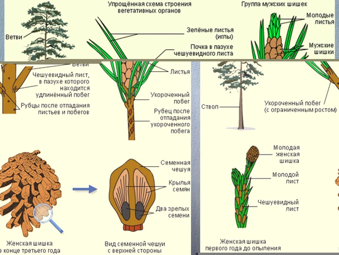Строение побега голосеменных растений. Тип корневой системы у голосеменных растений. Генеративные органы голосеменных. Голосеменные растения корень стебель. Вегетативные органы ели