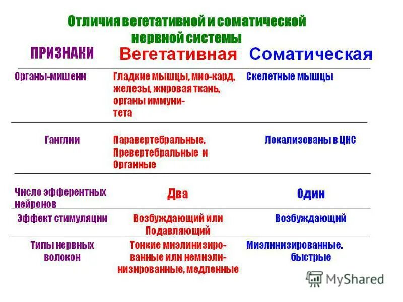 отличия вегетативной нс от соматической. отличие вегетативной системы от соматической. строение и функции соматической и вегетативной нервной системы. различия соматической и вегетативной нервной системы. отличия соматической и вегетативной.