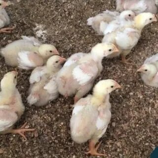 Цыплята бройлеры недельные