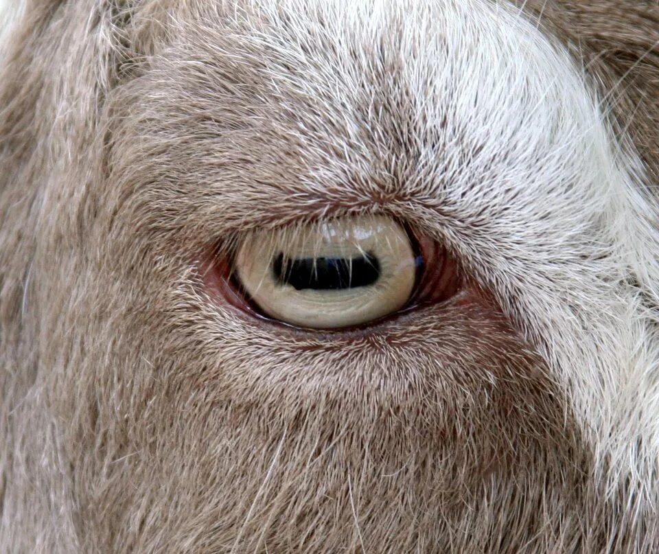 Bear s eye. Зрачки козы. Глаза овцы. Глаза козы.