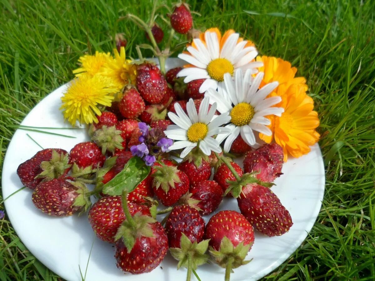 Хорошего дня фрукты. Лето ягоды цветы. Доброе утро с клубникой и ромашками. Летний букет с добрым утром. Доброе утро цветы клубника.