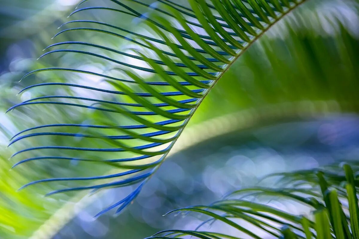 Тропические листья. Лист пальмы. Тропическая зелень. Ветка пальмы.