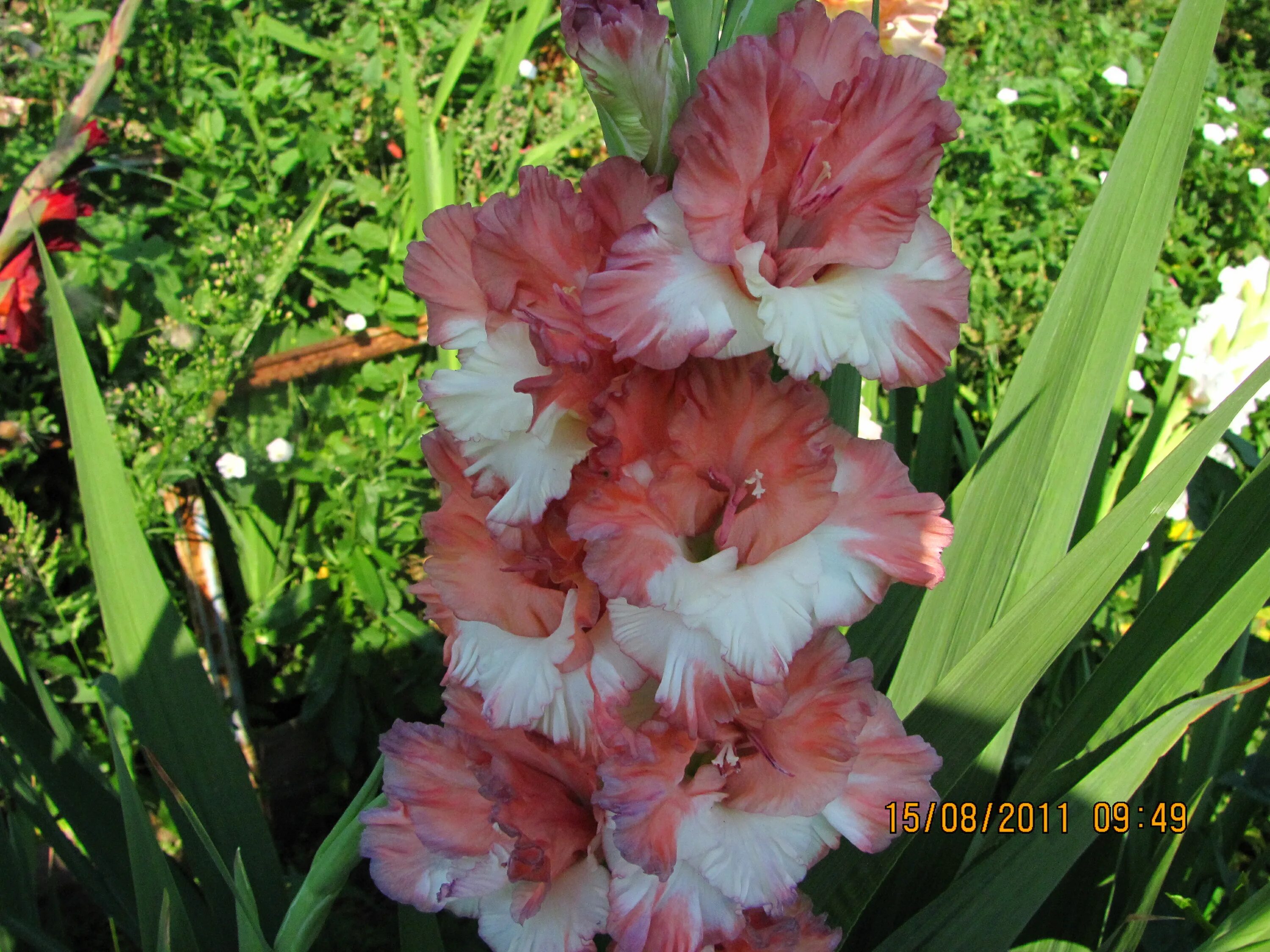 Сайт татьяны шевченко гладиолусы. Гладиолус шелковый бант. Гладиолус юбилейный питер. Гладиолус белый абсолют. Гладиолус монтесума.