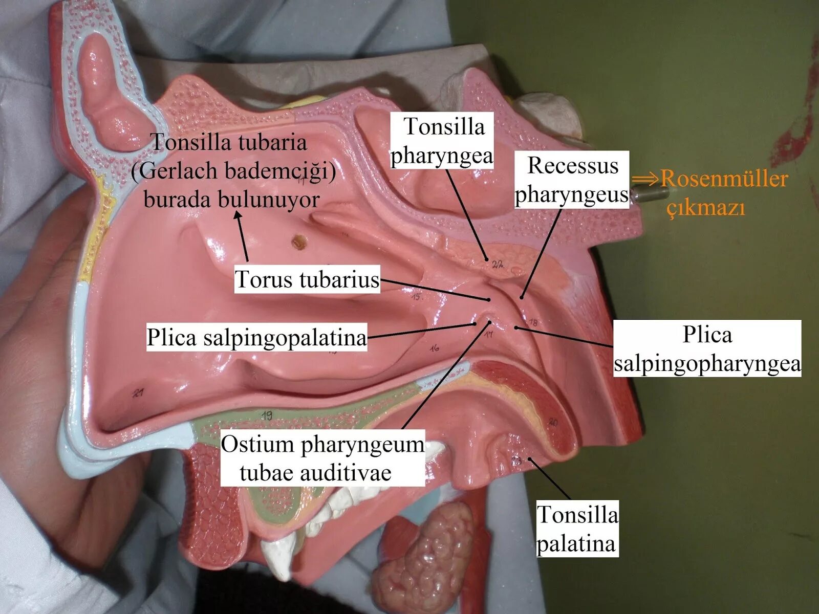 Ostium pharyngeum tubae auditivae