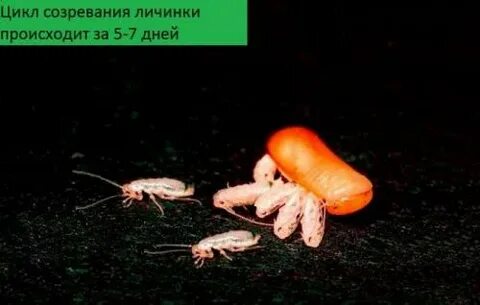 Сколько таракан рожает за раз детенышей