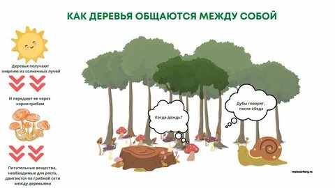 Слова связанные с деревом