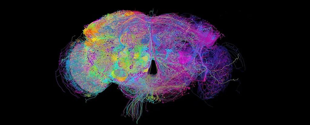 Brain h. Нейронная сеть мозга. Нейронные связи в мозге. Мозг нейросети. Карта мозга.