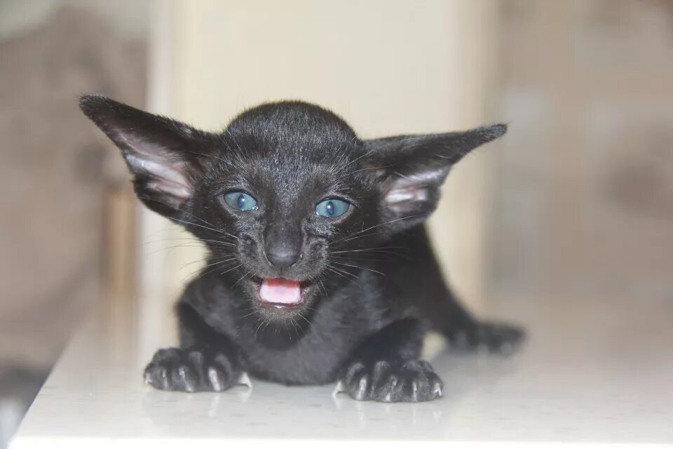 Кошка похожая на летучую мышь. Черный ориентальный кот. Кот добби порода ориентал. Кошки похожие на летучих мышей порода. Кошка похожая на летучую мышь.