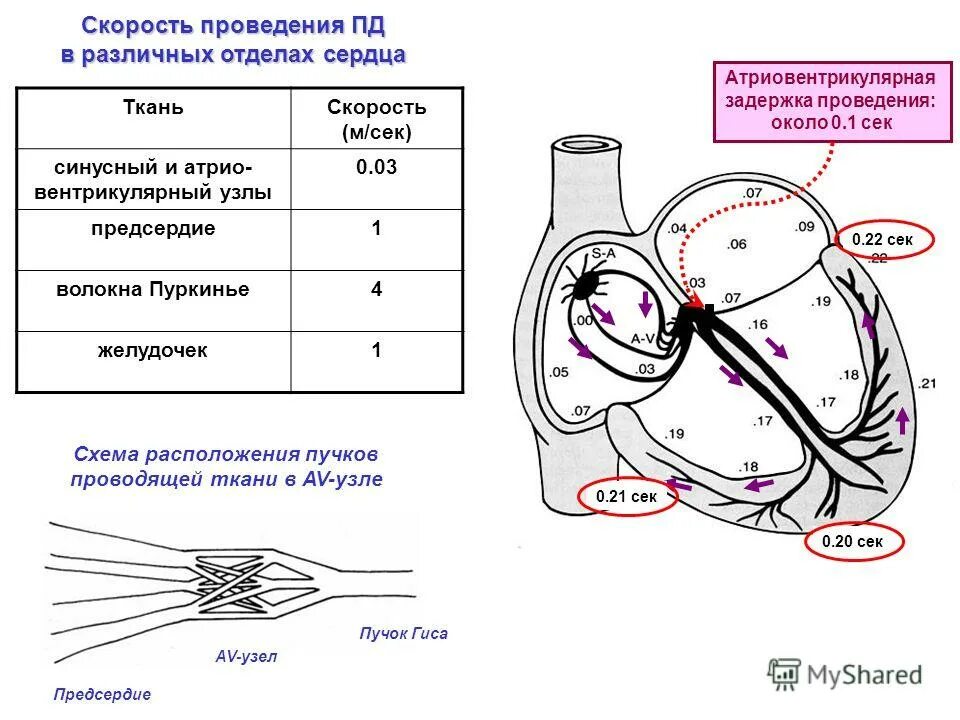изменение давления в полостях сердца. показатели внутрисердечной гемодинамики. систолическое давление правого желудочка. давление в камерах сердца в норме. показатели внутрисердечной гемодинамики.