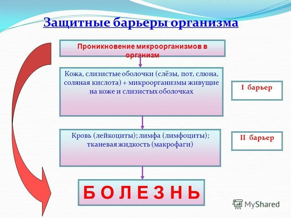 Слюна соляная кислота. Защитные барьеры организма. Защитные барьеры организма таблица. Защитные барьеры в теле человека. Схема защитные барьеры организма.