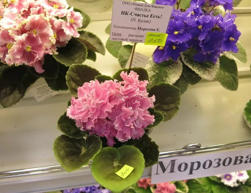 Фиалка страна счастья. Фиалка кz страна счастья. Фиалка сорт даночка. Фиалка страна счастья фото. Фиалка страна счастья.