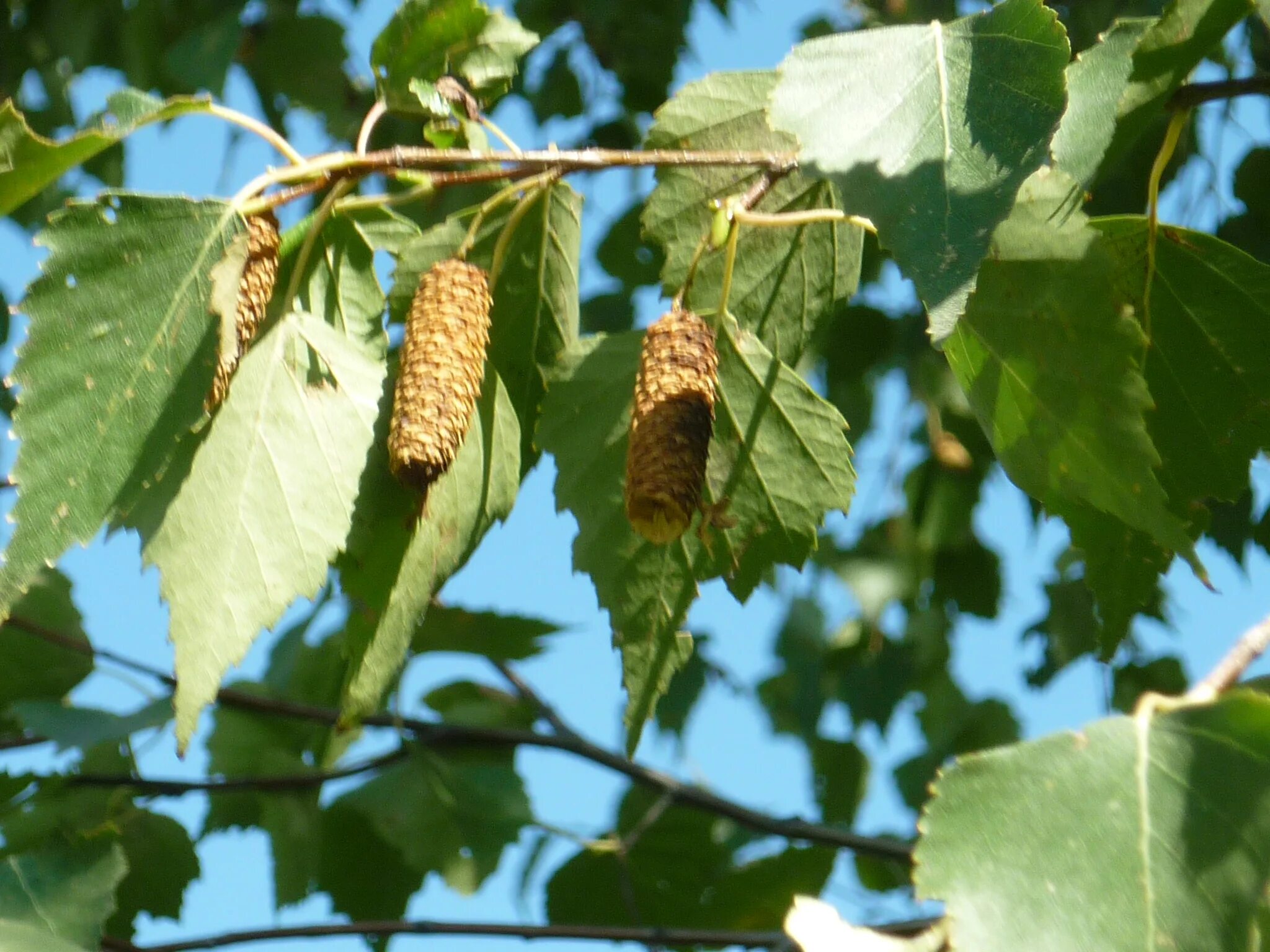 Какие плоды у березы. Береза бородавчатая. Betula verrucosa. Сережки березы. Плоды березы.