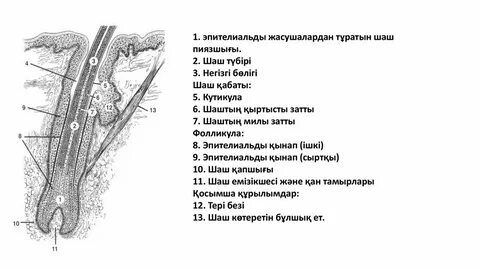 Сыртқы және ішкі қынап порно