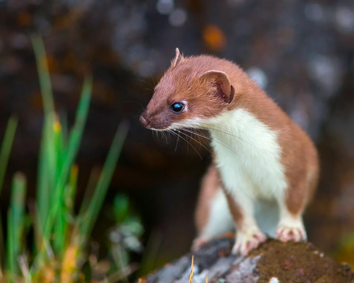 Звери горностай. Горностай (Mustela erminea). Восточно Сибирский горностай. Горностай зверек сем куньих. Сиамский горностай.