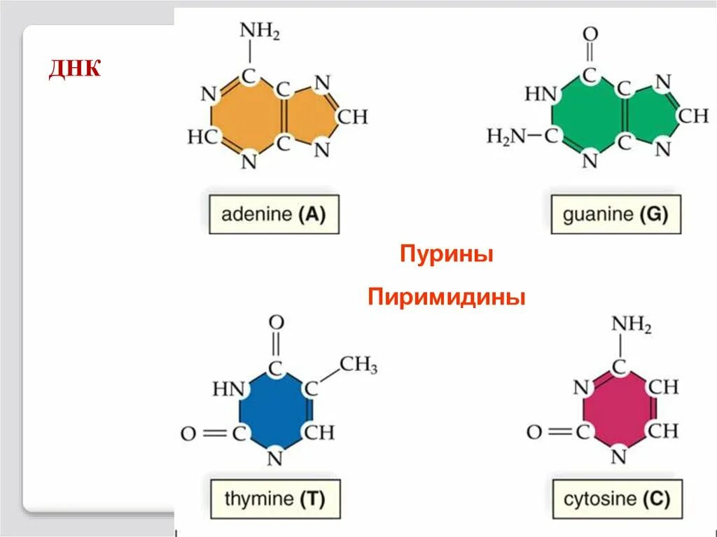 Аденин Пурин Тимин. ДНК аденин гуанин цитозин Тимин. Пурины и пиримидины в ДНК. ДНК РНК аденин Тимин гуанин цитозин.