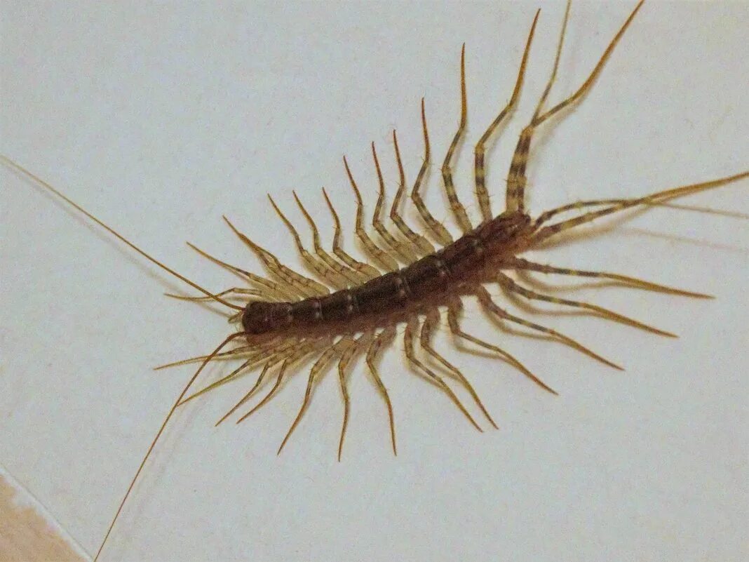 Scutigera coleoptrata. Сороконожка. Домашние насекомые многоножки. Сороконожка квартирная.