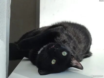 Кошка разбор