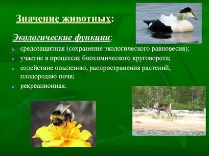 Объясните какую роль играют животные в экосистемах